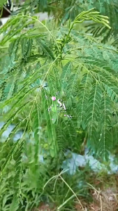 Herbal Daun Pete Cina Segar / Daun Lamtoro Segar / Daun Petai Cina Segar Untuk Kesehatan Tubuh