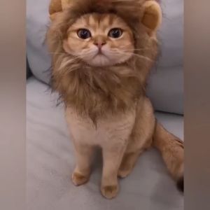 น้อยคล้องหมวก - หมวกสัตว์เลี้ยง ปรับขนาด เลือกแบบได้ #A075