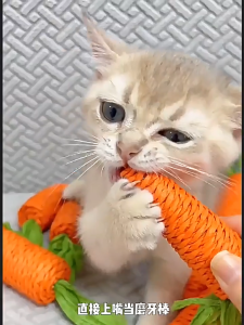 cat Teething Toys Cute Carrot Bite-Resistant Grinding Claws Toy Self-Happy Relieving Boredom 胡萝卜磨牙磨爪猫玩具