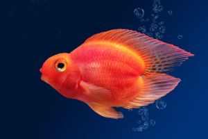 Love Red Parrot/Ornamental fish/Freshwater/Readystock