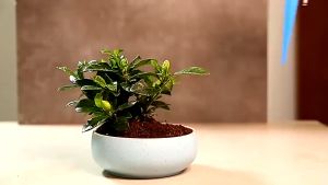 JE.ID Alat Siram Tanaman Pot Alat Siram Sistem Tetes Kran Taman / Irigasi Kebun Tetes Tanaman Otomatis Alat Siram Tanaman Kran Tetes Taman Infus Tanaman - Water Cone Irigation Drip Siram