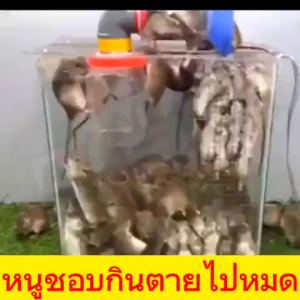 ยาฆ่าหนูแห้ง เหยื่อกำจัดหนู สะตอมยาเบื่อหนู แรงๆ ยากําจัดหนู กลายเป็นปูนและตาย ยาเบื่อหนูแห้ง กำจัดหนูในบ้าน