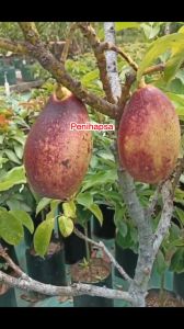 Bibit Alpukat Yellow Vietnam Super Okulasi