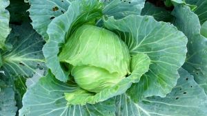 REPOLYO/CABBAGE SEEDS (120pcs seeds)HYBRID/HIGH YIELD/EASY TO GROW