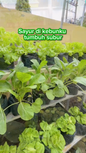 INFARM - Benih Bibit Sayur Herbal Thyme Sage Rosemary Ketumbar Parsley Oregano Mint Lemon Balm Basil