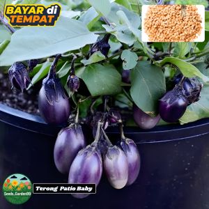 10 BUTIR BIJI/BENIH  TANAMAN TERONG PATIO BABY