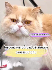 ผ้าเช็ดทำความสะอาดสัตว์เลี้ยง วัสดุธรรมชาติ เช็ดตา สารต้านจุลินทรีย์ เช็ดแมว ผ้าเช็ดตาแมว ทิชชู่เปียกเช็ด ทิชชู่เปียกหมา ผ้าเช็ดหูแมว แผ่นขจัดคราบน้ำตาสัตว์เลี้ยง เช็ดแมว