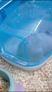 ห้องน้ำหนู ของเล่นแฮมเตอร์ Hamster House ขนาด 9.2x12.7x9 CM 3 สี ฟ้า ชมพู เขียว