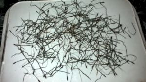 30 PCS SEEDS/BENIH AKAR BULU/BULUH PERINDU ASLI/JANGGUT ADAM/CENUAI/CENOI/BULU MAGIC