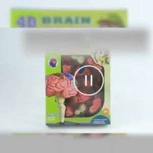 Brain Anatomy Model Alat Peraga Anatomi Tubuh Manusia Mainan Otak Alat Peraga Pendidikan