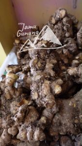 Bengle atau Bangle Segar 250gr - Organik Asli Gunung