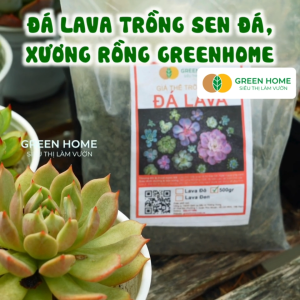 Mua 5 tặng 1 - Đá Nham Thạch Lava GreenHome Bao 500GR Giá Thể Cho Thủy Sinh Bonsai Xương Rồng Sạch Bụi