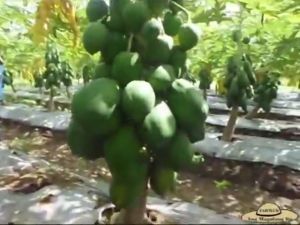 Dwarf Red Queen Papaya Seeds: A Guide to Home Gardening