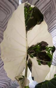 Alocasia Regal Shield Albo cormขายแบบชิ้นตาเพาะชำส่งชำในถ้วยอบอย่างดี