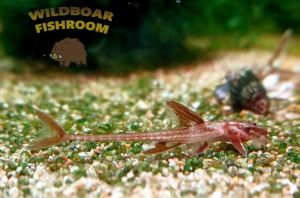 Red Lizard Whiptail catfish | Live animal