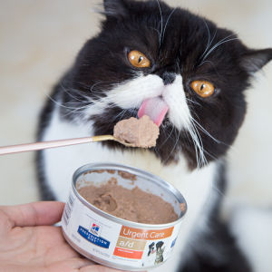 Lovinland Hills AD/CD Prescription Canned Cat Food Nutritional Supplements Focus on Pet Postoperative Recovery Pregnant Cat Postpartum Repair Spot