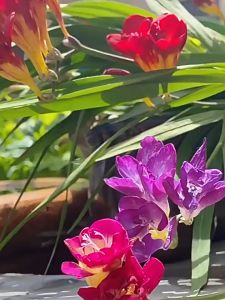 Combo 5 củ giống hoa lan nam phi mix màu - tặng kèm 5 viên nén sơ dừa ươm củ - VTNT1