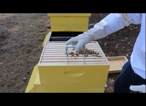 Apis cerana alat penjepit sarang lebah madu stainlees original termurah dan terlaris frame bee