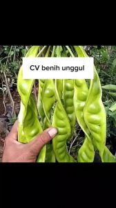 Bibit Pete Jumbo Tanaman Petai Super Okulasi Cepat Berbuah