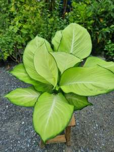 ต้นแสงจันทรา เศรษฐีแสงจันทร์ ไม้มงคล เสริมโชคลาภเงินทอง