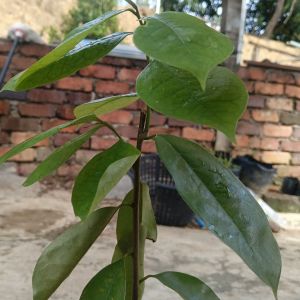 Anak Pokok Durian Beranda /Buat Besar Rasanya Asam Manis
