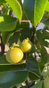 Bibit Buah Pir Super Hasil Cangkok: Manfaat & Cara Budidaya