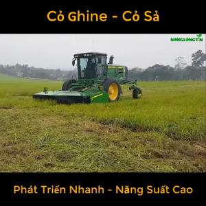 Hạt giống cỏ chăn nuôi Mombasa Ghine (Cỏ Sả Lá Lớn) gói 300gr