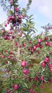 Bibit Apel Red Apel Import Merah California Stek Cangkok Siap Tanam