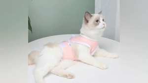 Áo chống liếm cho Chó Mèo có dây buộc thắt nút (mẫu mới) - Love Pets Shop