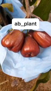 Bibit Jambu Air Dalhari Jumbo Genjah Buah Super Manis