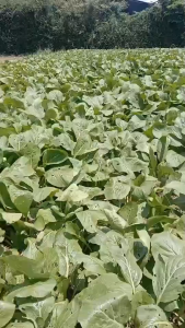 เมล็ดพันธุ์ เขียวกวางตุ้งเอ็ดเวิร์ด (ถุงใหญ่)