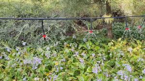 ชุดรดน้ำต้นไม้ระบบ 100 เมตร พร้อมชุดน้ำหยด 100 ชุดพร้อมอุปกรณ์ครบเซต ราคาถูก ลดราคา 100 บริการ