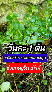 ผักกระสัง ต้นสด 300 กรัม