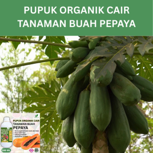 Pupuk Buah Pepaya 500 ML /Pupuk Booster Pepaya Cepat Berbuah Lebat/Pupuk Cair Pepaya