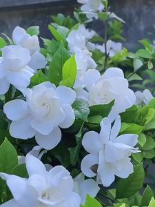 【赠多性价比高】栀子花种子芳香型四季播种易活开花盆栽植物室内室外花种花卉种孑