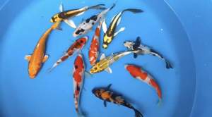 Japan Koi local breed Super Grade AA size 5/6”  11pcs COMBO at 1280 + free shipping 2 ice box . This batch 2 butterfly koi given too .