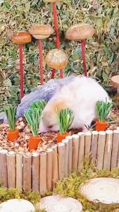 【READY-STOCK】Hamster snack molar carrot mini carrot / mini strawberry / pumpkin Hamster Dental chew仓鼠造景磨牙小萝卜 小草莓 仓鼠磨牙南瓜