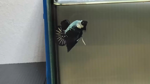 Plakat Samurai 黑武士将军 Betta Fish/Ikan Laga/斗鱼/打架鱼 (Male/Jantan/公鱼) Junior Size M