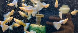 🐟Ajelis Guppy🐟 Albino Yellow Tuxedo Guppy 白子黄礼服孔雀鱼 - Aquarium Ornamental Fish Tuxedo Guppy Ikan Hiasan 孔雀鱼 大尾巴 三角尾