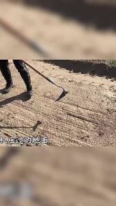 Nexlent Agricultural Triangle Hoe Multifunctional Weeding Hoe Vegetable Planting