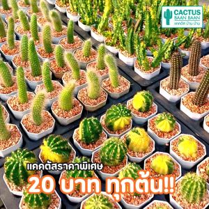 แคคตัส กระบองเพชร เริ่มต้น 20 บาท (ส่งทั้งกระถาง) โปรโมชั่น ซื้อ 10 ฟรี 1 ต้น