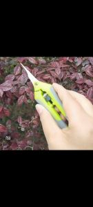 1วิตัดผลไม้ง่ายๆ กรรไกรตัดแต่งกิ่งไม้ นำเข้าจากญี่ปุ่น กรรไกร ตัดกิ่ง ประหยัดแรง1000 เท่า ของแท้ 100% ใช้10 ปีไม่พัง กรรไกรตัดกิ่งไม้ การชุบแข็งคมขึ้น จับถนัดมือ กรรไกรตัดกิ่งต้นไม้ กรรไกรแต่งกิ่ง กันไกรรตัดกิ่ง