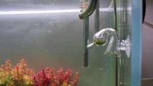 Bộ kiểm tra nồng Co2 trong hồ thuỷ sinh giúp dễ dàng kiểm soát lượng co2 cần thiết cho hồ