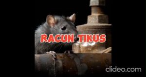Rat Bait 50g Racun Penghapus Tikus Trap efektif menghapuskan tikus di rumah ladang restoran