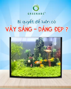 Thức ăn bổ sung dinh dưỡng Cá 3 Đuôi 7 màu Cánh Buồm Molly... GREENABC – Protein 42 tăng size tăng màu - Hộp 40g
