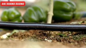 Dây tưới LDPE  đường kính 16mm khoản cách lỗ 15 cm  nhựa nguyên sinh  (1000 mét/cuộn)