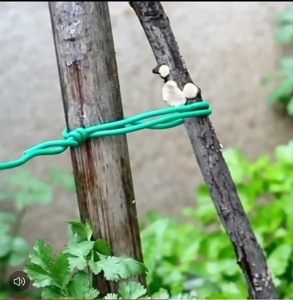 ลวดมัดกิ่ง ลวดต้นไม้ ลวดหุ้มพลาสติก ลวดแบน ลวดกลม ลวดสีเขียว ลวดสีขาว ยาว 10-50ม