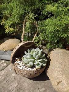 Chậu Gáo Dừa Trồng Sen Đá Có Dây Treo