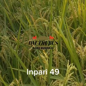 Benih Padi Unggul Bersertifikat inpari 49 jembar