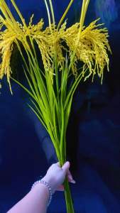 ( 1 Bó) 50 Bông Lúa Xanh Vàng Phong Thủy Tài Lộc Decor Phòng - Cây Nhựa Trang Trí